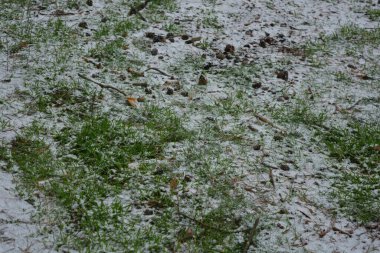 Aralık ayı ortasında büyük, tüylü beyaz kar tanelerinden oluşan güzel, parlak bir orman arkaplanı. Açık kahverengi çam kozalakları, kuru, uzun kahverengi çam iğneleriyle donuk yeşil çimlerle kaplı bir ormanda, ince beyaz kar tabakasıyla uzanır..