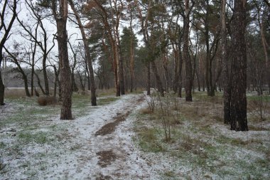 Aralığın ortasında ince bir kar tabakası, eski yeşil çamlar ve koyu kahverengi yapraksız ağaçlarla kaplı küçük bir kış ormanının güzel ve narin doğası. İnce, geniş kumlu yollar, donmuş yeşil çimenler, ağaçların altındaki beyaz kar üzerinde uzanan çam kozalakları..
