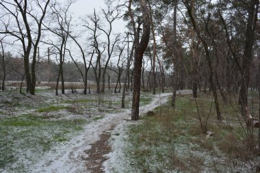Aralığın ortasında ince bir kar tabakası, eski yeşil çamlar ve koyu kahverengi yapraksız ağaçlarla kaplı küçük bir kış ormanının güzel ve narin doğası. İnce, geniş kumlu yollar, donmuş yeşil çimenler, ağaçların altındaki beyaz kar üzerinde uzanan çam kozalakları..
