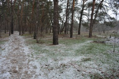 Aralığın ortasında ince bir kar tabakası, eski yeşil çamlar ve koyu kahverengi yapraksız ağaçlarla kaplı küçük bir kış ormanının güzel ve narin doğası. İnce, geniş kumlu yollar, donmuş yeşil çimenler, ağaçların altındaki beyaz kar üzerinde uzanan çam kozalakları..