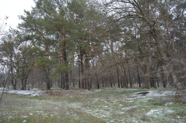 Aralığın ortasında ince bir kar tabakası, eski yeşil çamlar ve koyu kahverengi yapraksız ağaçlarla kaplı küçük bir kış ormanının güzel ve narin doğası. İnce, geniş kumlu yollar, donmuş yeşil çimenler, ağaçların altındaki beyaz kar üzerinde uzanan çam kozalakları..