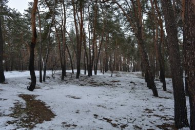 Küçük bir ormanın peri masalı doğası beyaz karla kaplıdır ve açıklıkta büyüyen sıra dışı çam ağaçları vardır. Ocak ayında yemyeşil çam ağaçları beyaz karda, donmuş kayalar Dnipro, Ukrayna 'daki küçük bir ormanda..