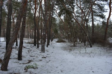 Küçük bir ormanın peri masalı doğası beyaz karla kaplıdır ve açıklıkta büyüyen sıra dışı çam ağaçları vardır. Ocak ayında yemyeşil çam ağaçları beyaz karda, donmuş kayalar Dnipro, Ukrayna 'daki küçük bir ormanda..