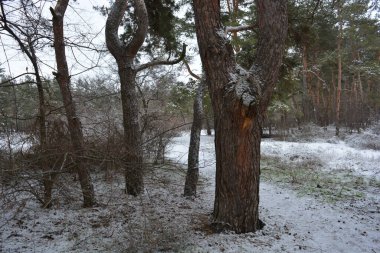 Küçük bir ormanın peri masalı doğası beyaz karla kaplıdır ve açıklıkta büyüyen sıra dışı çam ağaçları vardır. Ocak ayında yemyeşil çam ağaçları beyaz karda, donmuş kayalar Dnipro, Ukrayna 'daki küçük bir ormanda..