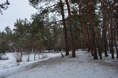 Küçük bir ormanın peri masalı doğası beyaz karla kaplıdır ve açıklıkta büyüyen sıra dışı çam ağaçları vardır. Ocak ayında yemyeşil çam ağaçları beyaz karda, donmuş kayalar Dnipro, Ukrayna 'daki küçük bir ormanda..
