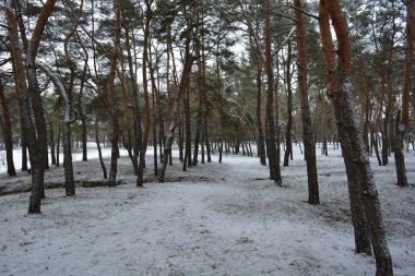 Küçük bir ormanın peri masalı doğası beyaz karla kaplıdır ve açıklıkta büyüyen sıra dışı çam ağaçları vardır. Ocak ayında yemyeşil çam ağaçları beyaz karda, donmuş kayalar Dnipro, Ukrayna 'daki küçük bir ormanda..