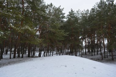 Küçük bir ormanın peri masalı doğası beyaz karla kaplıdır ve açıklıkta büyüyen sıra dışı çam ağaçları vardır. Ocak ayında yemyeşil çam ağaçları beyaz karda, donmuş kayalar Dnipro, Ukrayna 'daki küçük bir ormanda..