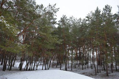 Küçük bir ormanın peri masalı doğası beyaz karla kaplıdır ve açıklıkta büyüyen sıra dışı çam ağaçları vardır. Ocak ayında yemyeşil çam ağaçları beyaz karda, donmuş kayalar Dnipro, Ukrayna 'daki küçük bir ormanda..