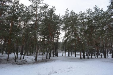 Küçük bir ormanın peri masalı doğası beyaz karla kaplıdır ve açıklıkta büyüyen sıra dışı çam ağaçları vardır. Ocak ayında yemyeşil çam ağaçları beyaz karda, donmuş kayalar Dnipro, Ukrayna 'daki küçük bir ormanda..