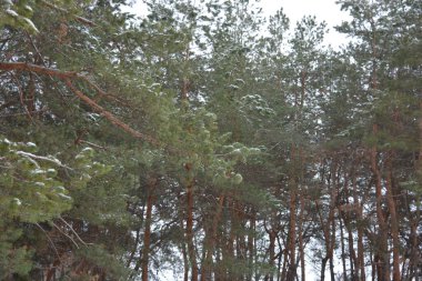 Kahverengi kozalaklı sayısız yeşil, kabarık çam dalları beyaz kar ve buzlu bir kabukla kaplıdır. Küçük, mütevazı bir ormanın kışın güzel ve canlı doğası..