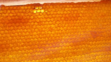 Balmumu bal petekleri Olgun bal ile dolu Güneşte parlıyor