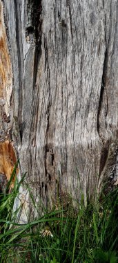 Ağaç kabuğunun yakın çekim dokusu. Doğal ağaç kabuğu arka plan desen. Gövdenin pürüzlü yüzeyi. Yeşil yosun ve liken doğal ahşap üzerinde. Ahşap kir deri. Gri, kahverengi ve yeşil doğa arka planı.