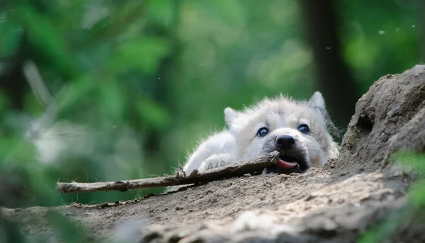 Wolfswelpen — Stockfoto
