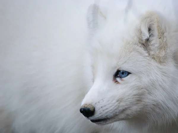 Портрет арктического лиса Лицензионные Стоковые Изображения