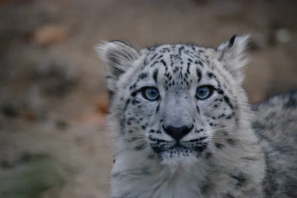Χιόνι λεοπάρδαλη cub — Φωτογραφία Αρχείου