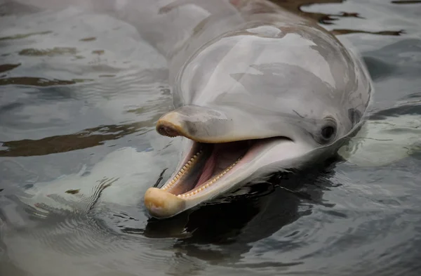 Lächelnder Delfin — Stockfoto