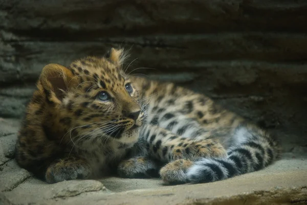 Амурський леопард дитини — стокове фото