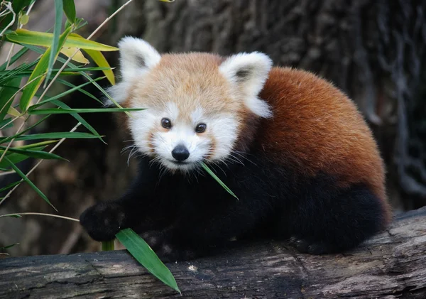 Bebé panda rojo Imagen De Stock