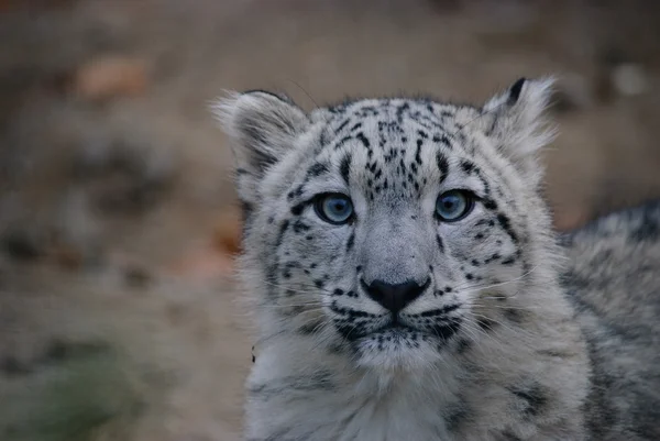 Snow leopard cub Stockfoto