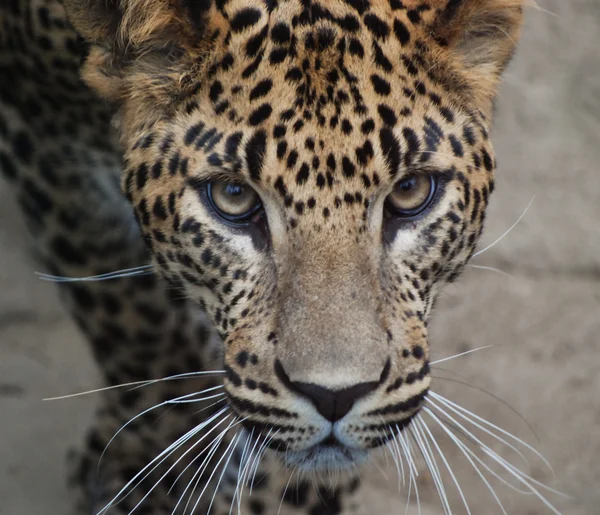 Leopardo de Sri Lanka — Foto de Stock