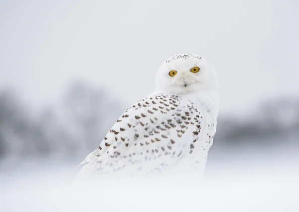 Snöuggla — Stockfoto