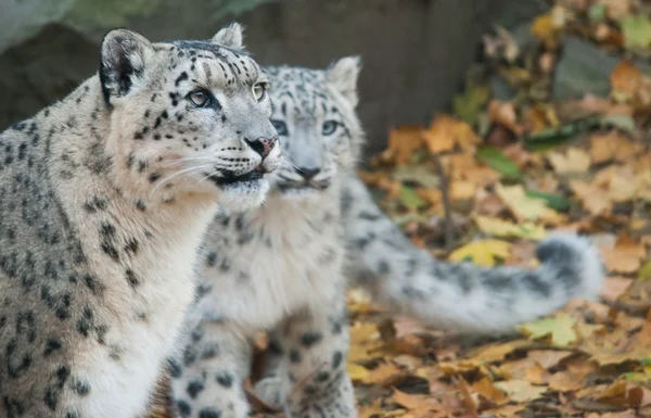 Leopardos de nieve Imagen De Stock