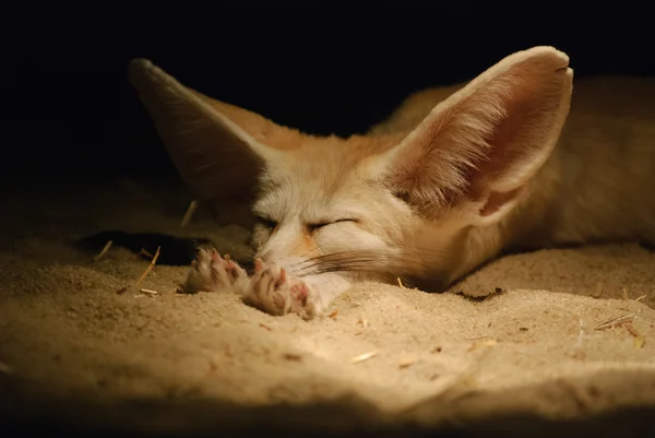 Fennec fox Rechtenvrije Stockfoto's