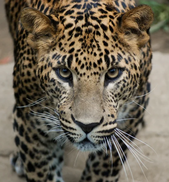 Retrato de leopardo sri lankan — Foto de Stock