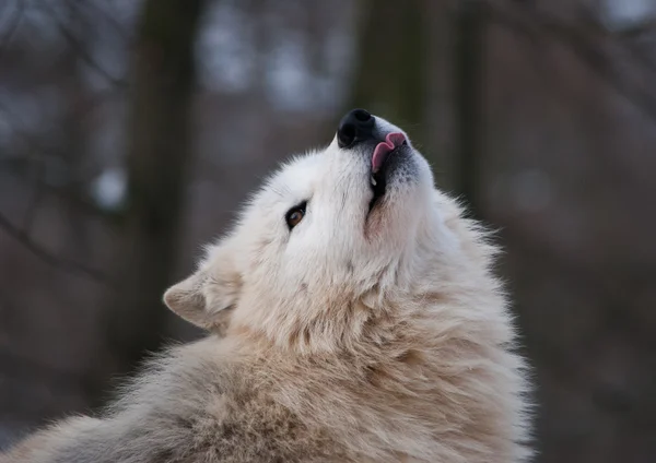 Poolwolf Stockfoto