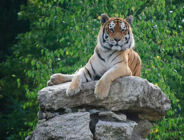 Tigre mentiroso — Foto de Stock