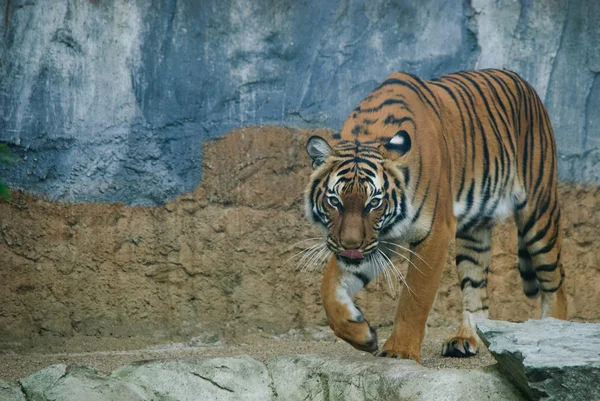 Tigre andante — Foto de Stock