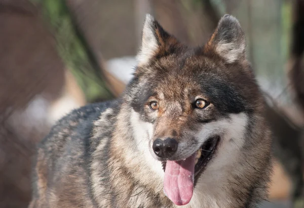 Wolf portret — Stockfoto