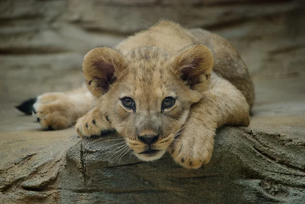 León bebé — Foto de Stock