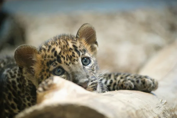 Leopardo Imagen De Stock