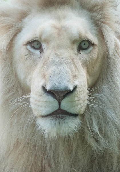 Witte Leeuw Stockfoto