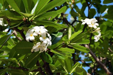Plumeria çiçeğinin güzelliği, Nonthaburi, Tayland - Mart 2017