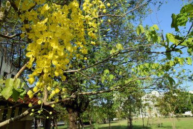 Tayland, Nonthaburi 'de ağaçta çiçek açan Cassia fistülünün güzelliği Mart 2017