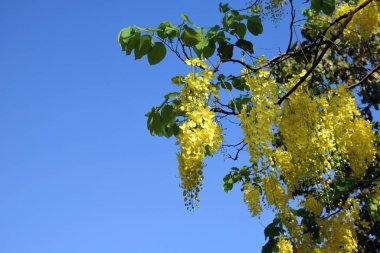 Tayland, Nonthaburi 'de ağaçta çiçek açan Cassia fistülünün güzelliği Mart 2017