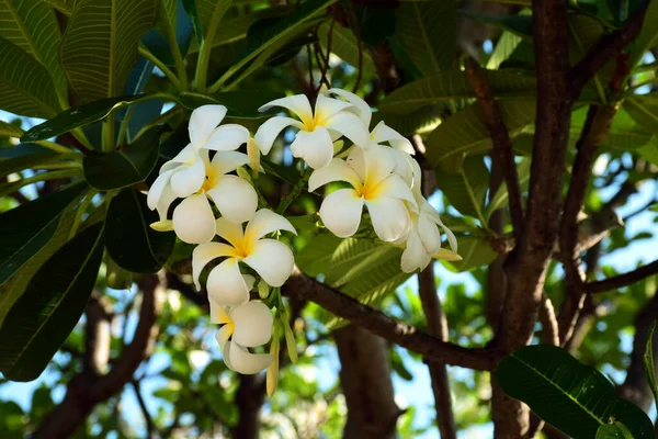 Belle Fleur Plumeria Nonthaburi Thaïlande Mars 2017 — Photo