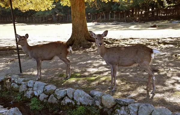 奈良公園の鹿 — ストック写真