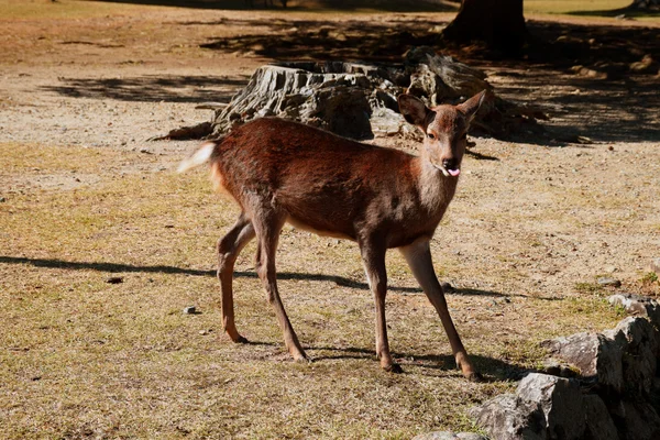 Jelen v Nara Park, Japonsko — Stock fotografie
