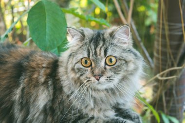 Bahçede yatan bir Pers kedisi.