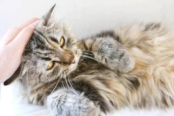 Sevimli bir Pers kedisi doğal ışıkla yatağa uzanıyor..