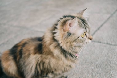 An adorable Persian cat laying down on the concrete floor.