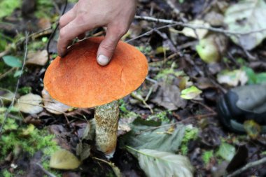 Mantar toplayıcısının eli ve güzel bir mantar. Lezzetli sonbahar buluşu.