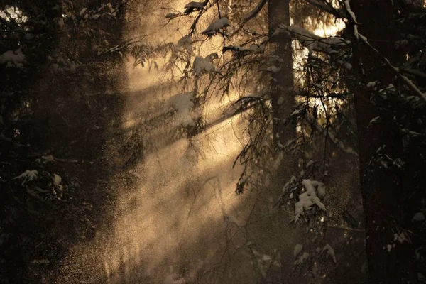 Холодний Прекрасний День Зимовому Лісі Сніг Падає Гілок Дерев Морозний — стокове фото