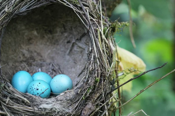 鳥の家だ いい巣だ 巣の中に新しい鳥がいる — ストック写真