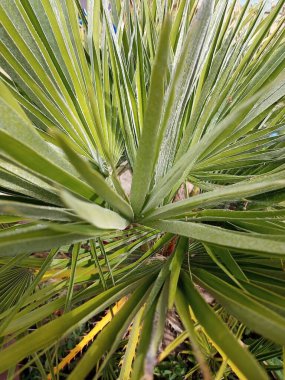 Güzel doğa çiçekleri vahşi doğada 