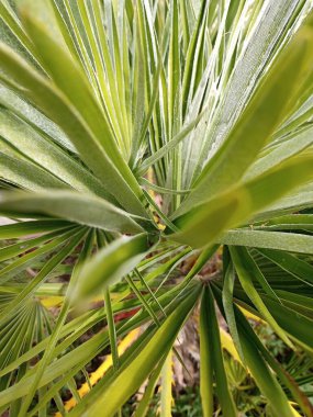 Güzel doğa çiçekleri vahşi doğada 