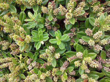 Güzel doğa çiçekleri vahşi doğada 